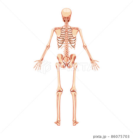 Skeleton Human back posterior view. Realistic flat natural color concept Anatomical physiology Vector illustration 86075703