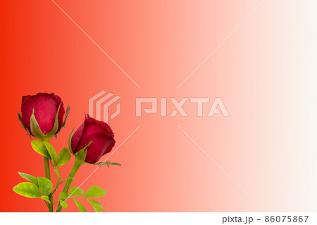 red rose flowers arrangement flat lay postcard style on background red 86075867