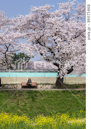 満開の桜と菜の花と女性 86075868