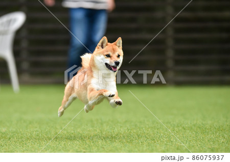 ドッグランで遊ぶ茶毛の柴犬 ドッグランで遊ぶ茶毛の柴犬 86075937