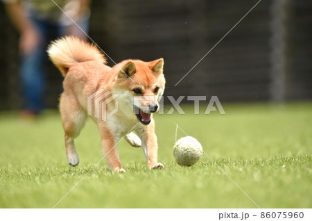 ドッグランで遊ぶ茶毛の柴犬 ドッグランで遊ぶ茶毛の柴犬 86075960