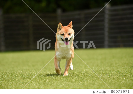 ドッグランで遊ぶ茶毛の柴犬 ドッグランで遊ぶ茶毛の柴犬 86075971