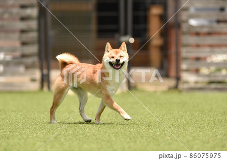 ドッグランで遊ぶ茶毛の柴犬 86075975