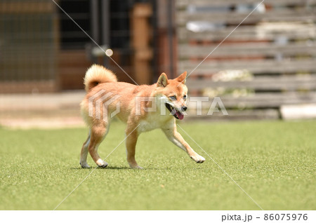 ドッグランで遊ぶ茶毛の柴犬 86075976