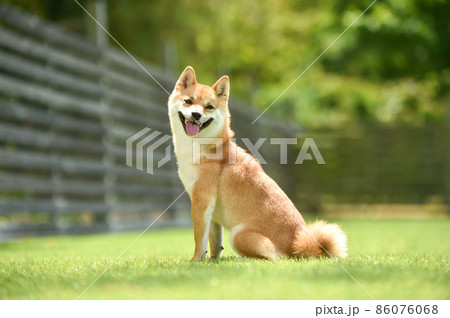 自然の中でおすましする茶毛の柴犬 86076068