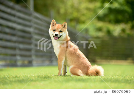 自然の中でおすましする茶毛の柴犬 86076069