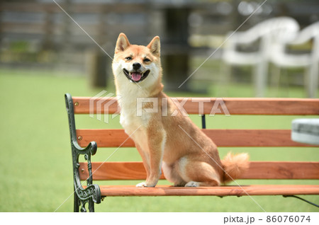 自然の中でおすましする茶毛の柴犬 自然の中でおすましする茶毛の柴犬 86076074