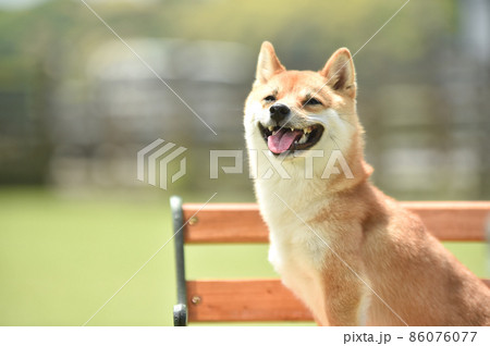 自然の中でおすましする茶毛の柴犬 86076077