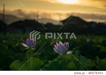 奈良県橿原市藤原京跡でで撮影した蓮 86076401