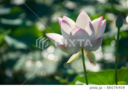 奈良県橿原市藤原京跡でで撮影した蓮 奈良県橿原市藤原京跡でで撮影した蓮 86076409