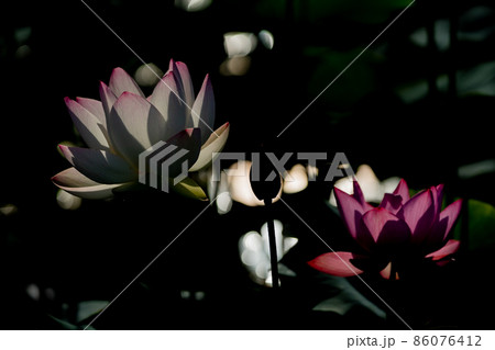 奈良県橿原市藤原京跡でで撮影した蓮 86076412