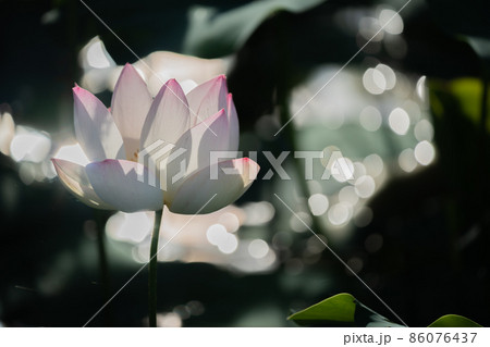 奈良県橿原市藤原京跡でで撮影した蓮 86076437