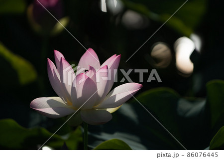 奈良県橿原市藤原京跡でで撮影した蓮 86076445