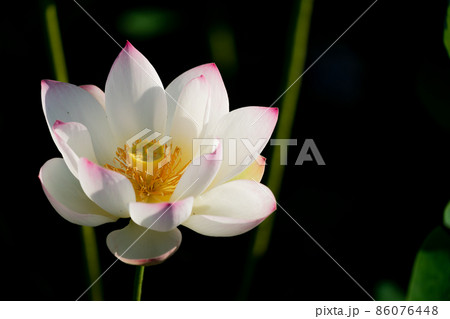 奈良県橿原市藤原京跡でで撮影した蓮 86076448