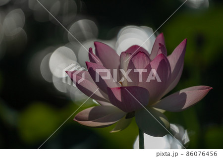 奈良県橿原市藤原京跡でで撮影した蓮 86076456