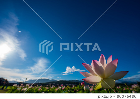 奈良県橿原市藤原京跡でで撮影した蓮 86076486