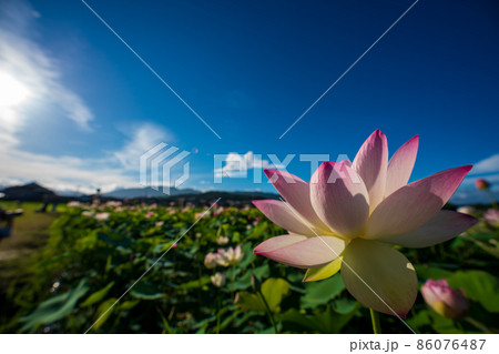 奈良県橿原市藤原京跡でで撮影した蓮 86076487