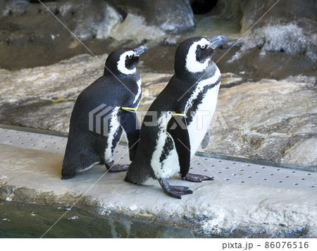 しながわ水族館　しながわ区民公園 86076516