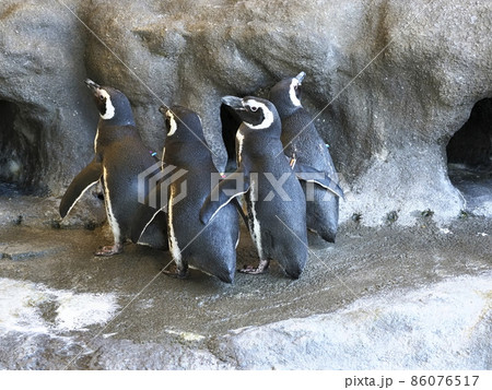 しながわ水族館　しながわ区民公園 86076517