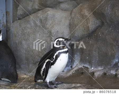 しながわ水族館 しながわ区民公園 しながわ水族館 しながわ区民公園 86076518