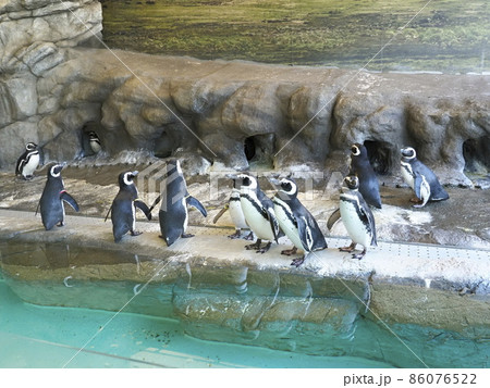 しながわ水族館 しながわ区民公園 しながわ水族館 しながわ区民公園 86076522