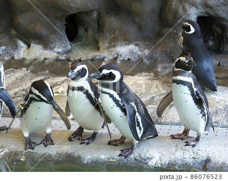 しながわ水族館　しながわ区民公園 86076523