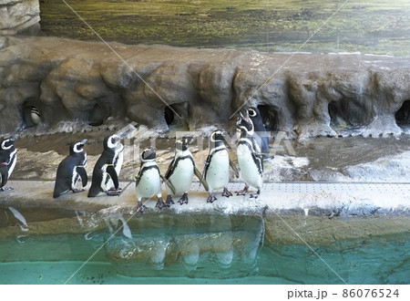 しながわ水族館　しながわ区民公園 86076524