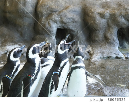 しながわ水族館　しながわ区民公園 86076525