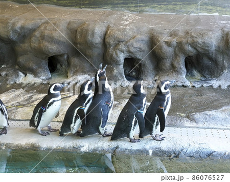 しながわ水族館　しながわ区民公園 86076527