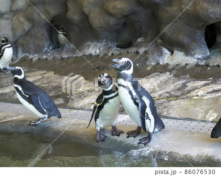 しながわ水族館 しながわ区民公園 しながわ水族館 しながわ区民公園 86076530