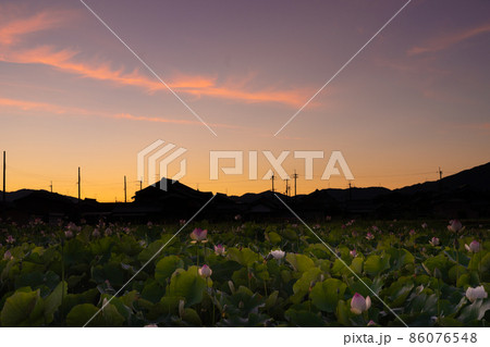 奈良県橿原市藤原京跡でで撮影した蓮 86076548