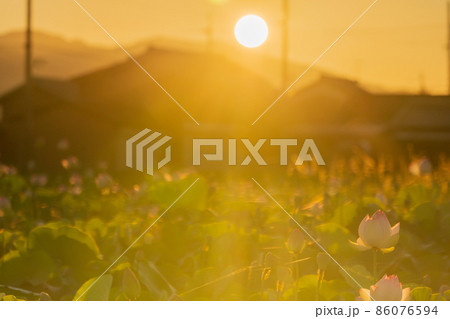 奈良県橿原市藤原京跡でで撮影した蓮 86076594