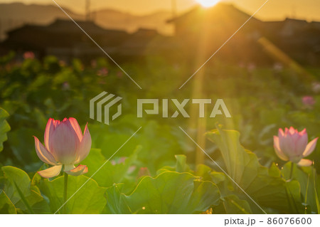 奈良県橿原市藤原京跡でで撮影した蓮 86076600