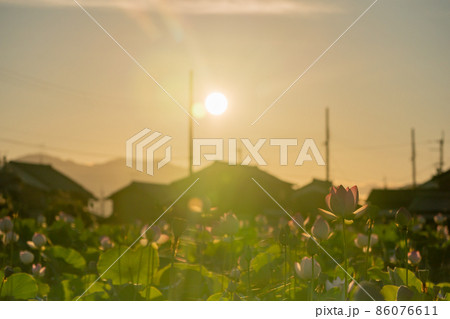 奈良県橿原市藤原京跡でで撮影した蓮 奈良県橿原市藤原京跡でで撮影した蓮 86076611