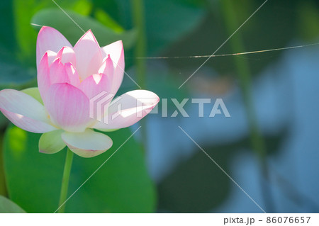 奈良県橿原市藤原京跡でで撮影した蓮 86076657