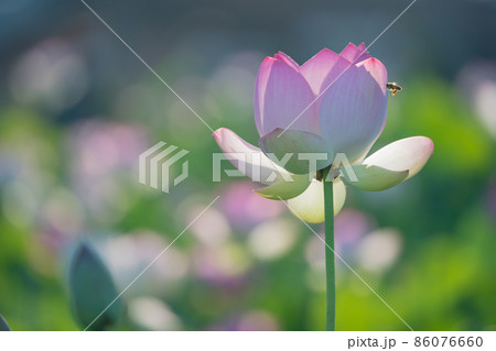 奈良県橿原市藤原京跡でで撮影した蓮 奈良県橿原市藤原京跡でで撮影した蓮 86076660