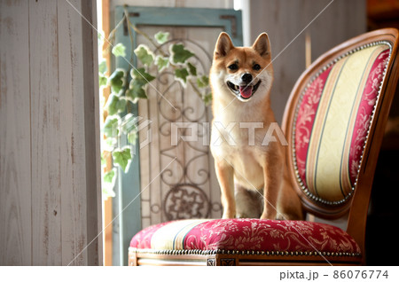 ナチュラル系雑貨店でおすましする茶毛の柴犬 ナチュラル系雑貨店でおすましする茶毛の柴犬 86076774