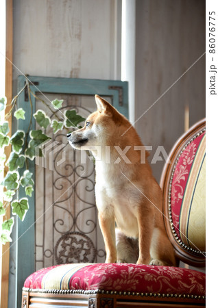 ナチュラル系雑貨店でおすましする茶毛の柴犬 ナチュラル系雑貨店でおすましする茶毛の柴犬 86076775
