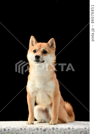 茶毛の柴犬のシンプルなスタジオポートレート 86076851