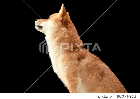 茶毛の柴犬のシンプルなスタジオポートレート 86076853