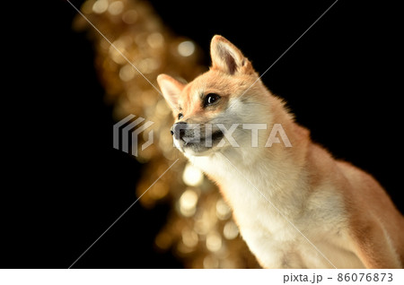 茶毛の柴犬のシンプルなスタジオポートレート 茶毛の柴犬のシンプルなスタジオポートレート 86076873