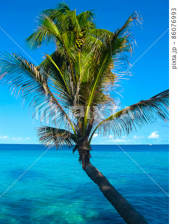 The palms at Embudu Village Island, Maledives, Indian Ocean The palms at Embudu Village Island, Maledives, Indian Ocean 86076993