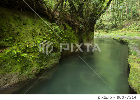 シダとコケの生える崖の脇の清流 86077514