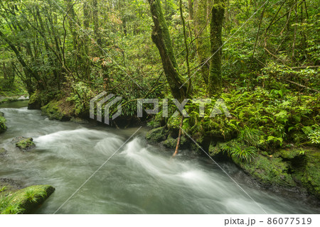豊かな緑と川の流れ 豊かな緑と川の流れ 86077519