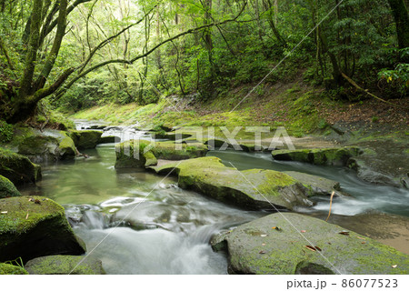 緑の森の下の侵食された岩と川の流れ 86077523