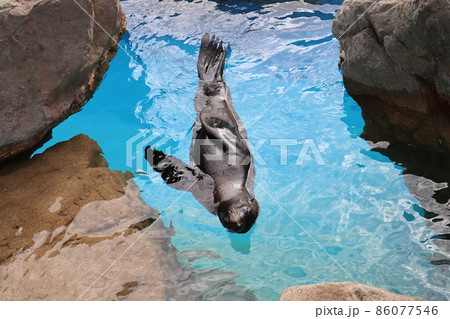 水族館のプールで上を向いて泳ぐオットセイがいる風景 86077546