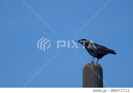 電柱に止まるカラス 86077712