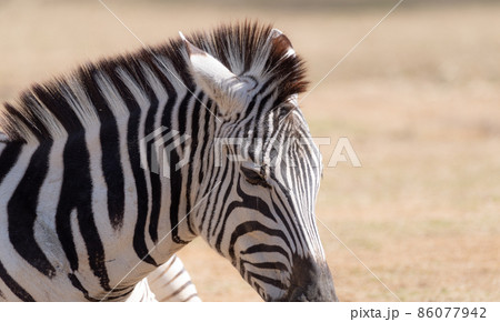 シマウマ 86077942