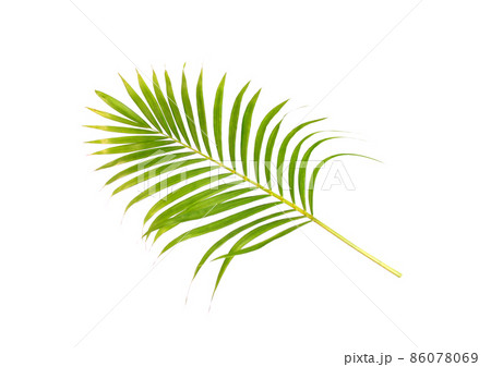 green leaf of palm tree on white background green leaf of palm tree on white background 86078069