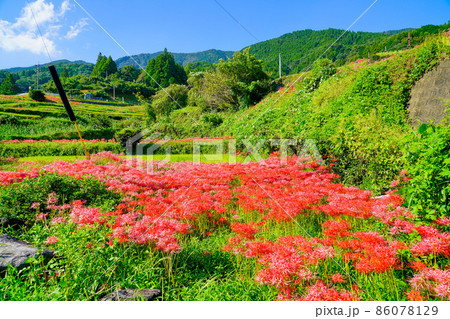 山里の彼岸花 山里の彼岸花 86078129